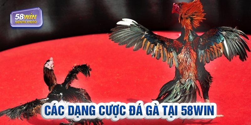 Cược nhiều thắng lớn với các dạng kèo tại đá gà 58Win