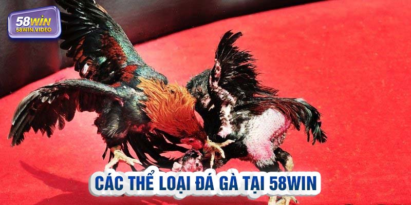 Đa dạng các thể loại đá gà 58Win để hội viên lựa chọn