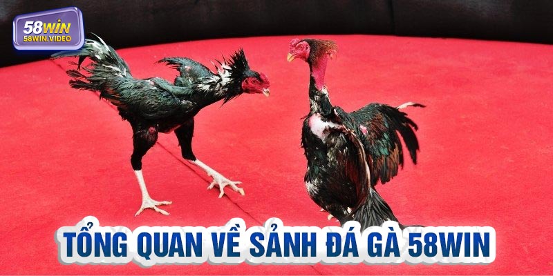 Sảnh đá gà 58Win là sân chơi có chất lượng cao cấp
