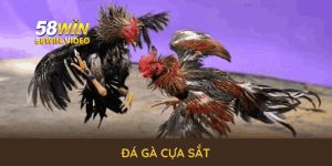 Đá Gà Cựa Sắt Tại 58Win: Luật Chơi Và Cách Thắng Đậm