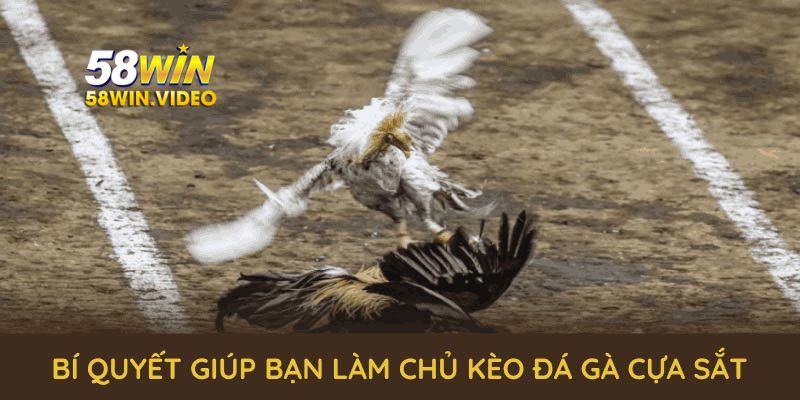 Bí quyết giúp bạn làm chủ kèo cá cược đá gà cựa sắt