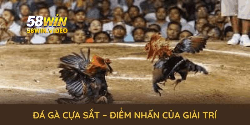 Đá gà cựa sắt – điểm nhấn của giải trí trực tuyến hiện đại