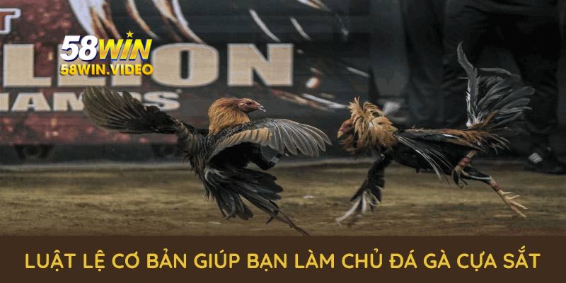 Luật lệ cơ bản giúp bạn dễ dàng làm chủ đá gà cựa sắt