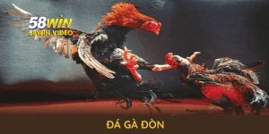 Đá Gà Đòn Tại 58Win: Trải Nghiệm Giải Đấu Đỉnh Cao 2025