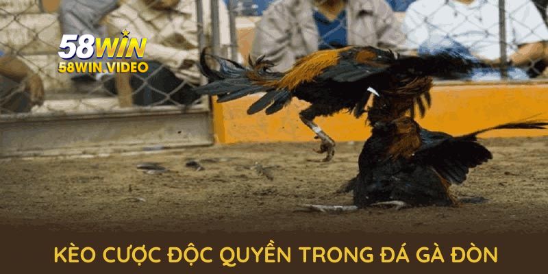 Các kèo cược độc quyền trong đá gà đòn tại 58Win