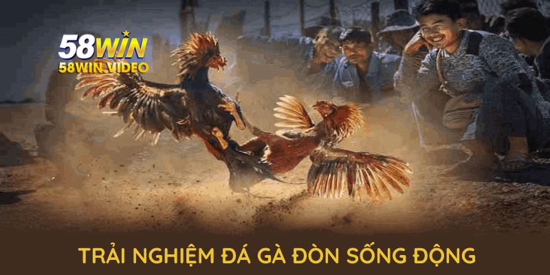 Trải nghiệm đá gà đòn sống động, uy tín và đẳng cấp