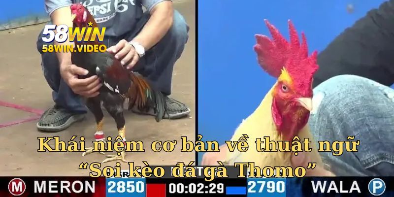 Khái niệm cơ bản về thuật ngữ “Soi kèo đá gà Thomo”
