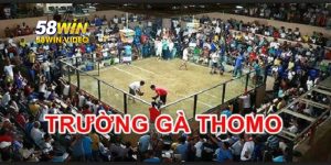Trường gà Thomo – Sân chơi giải trí với chiến kê dũng mãnh