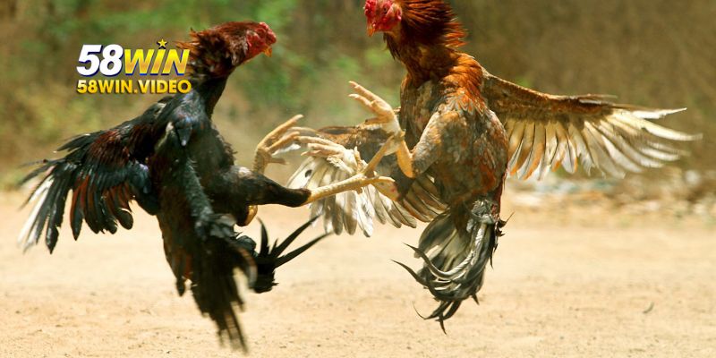 Hoàn trả hàng tuần